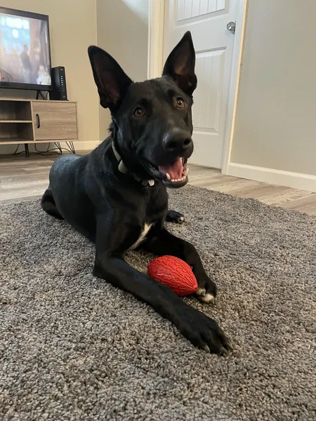 need a badass male name! : r/NameMyDog