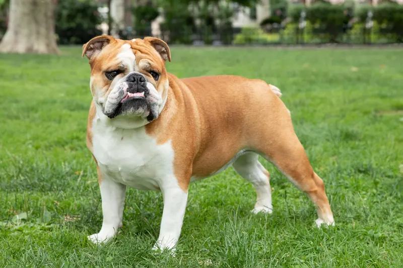 132 Best Female Bulldog Names for Your Pooch