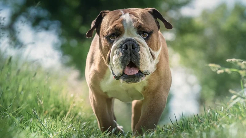 250+ Fun Bulldog Name Ideas - HubPages
