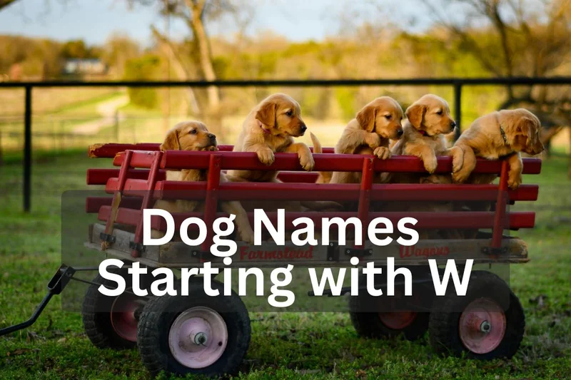 345 Dog Names Starting with W (Both Male and Female)
