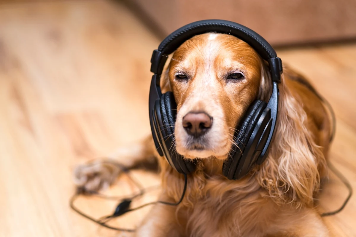 Elegant Music-inspired Dog Names (Source: dogsplanet.com)