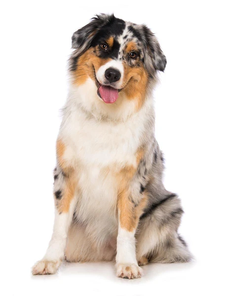 Best Australian Shepherd Dog Names: 300+ Cute, Cool, Male & Female Name  Ideas