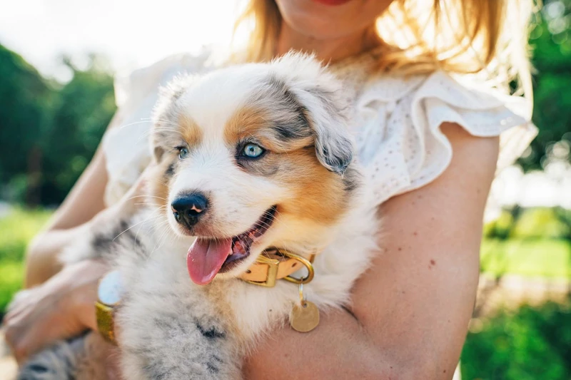 260+ Australian Shepherd Names for Your Adventure Buddy