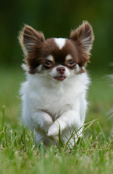 Chihuahua Dog Names: Best Male & Female Chihuahua Names