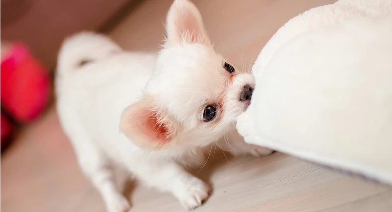 Chihuahua Names – 300 Adorable Chihuahua Dog Name Ideas