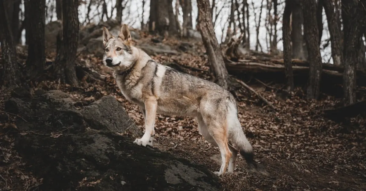 Female Native American Dog Names (Source: a-z-animals.com)