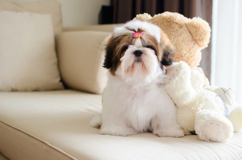 Shih Tzu Names: Adorable Name Ideas For Your Sweet Pup - Raised Right -  Human-Grade Pet Food