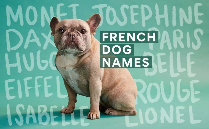The 200 Best French Dog Names | Chewy