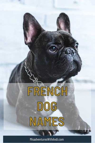 French Culture - French Dog Names - Misadventures with Andi