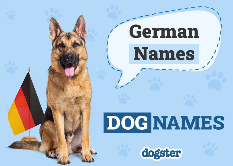 500+ German Dog Names With Meanings: Interesting Male & Female Ideas –  Dogster