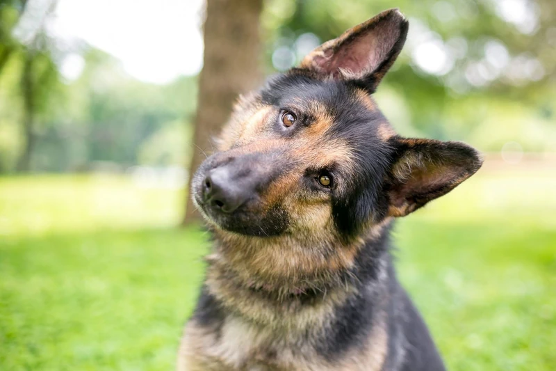 The Best German Shepherd Names for Your Pawsome Canine Partner