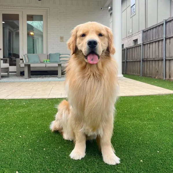 225 Best Golden Retriever Names for Your New Furry Friend 2025