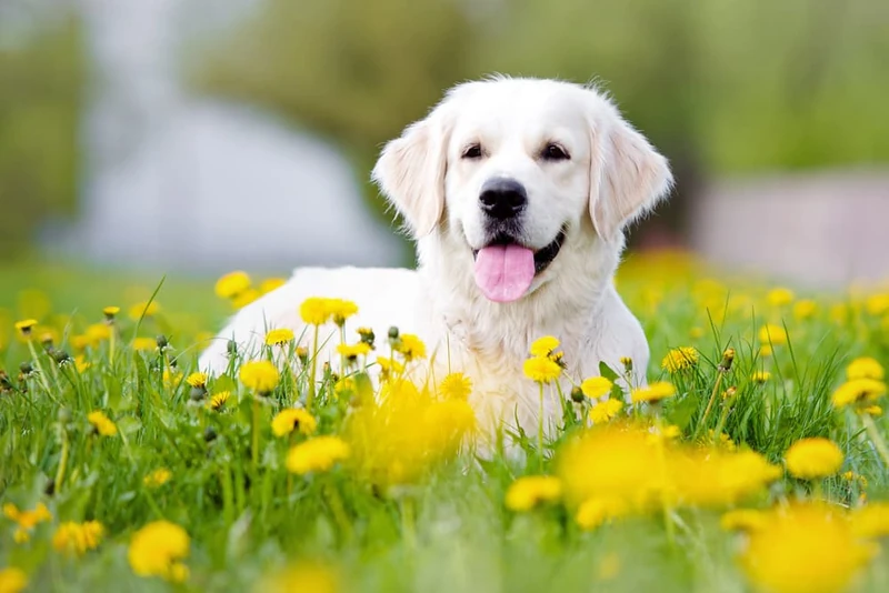 83 Best Flower Names for Dogs | Great Pet Care