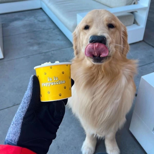 225 Best Golden Retriever Names for Your New Furry Friend 2025