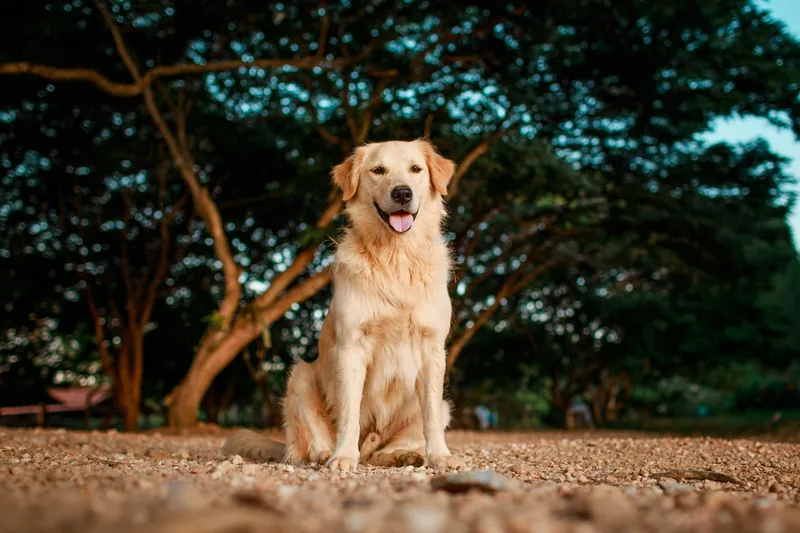 Best Male Golden Retriever Dog Names for Your New Pup