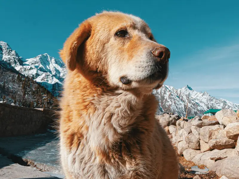 50+ Viking Dog Names from Norse Mythology - PetHelpful