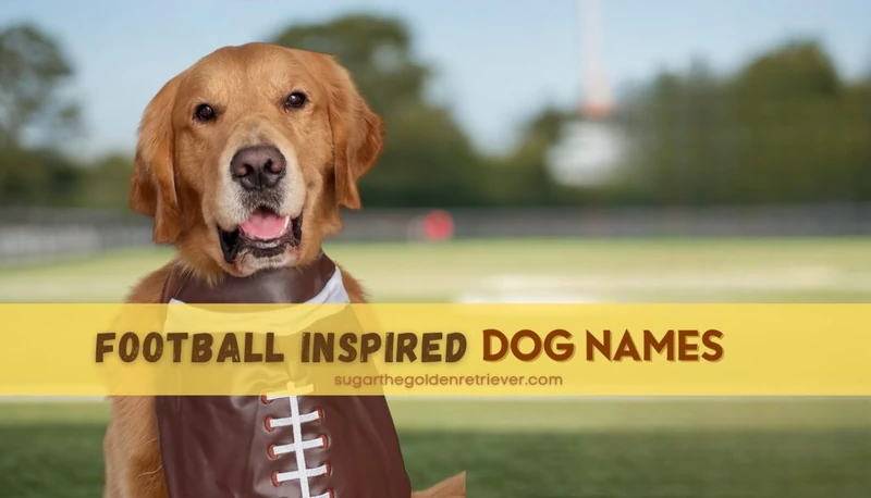 115 Best Football Inspired Dog Names - Golden Woofs