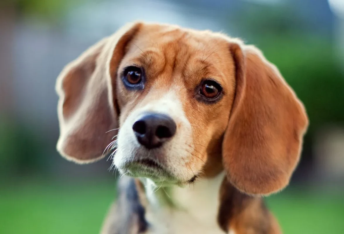 Greek Beagle Names (Source: dogtime.com)