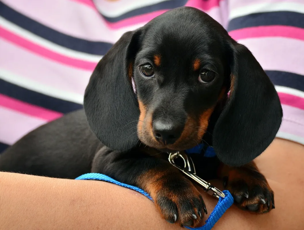 Greek Dachshund Names (Source: manypets.com)
