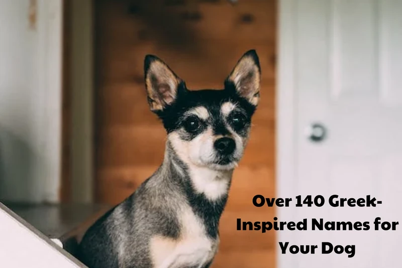 140+ Greek Dog Names (With Meanings) - HubPages