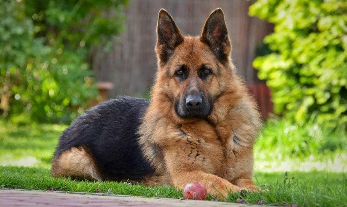 Greek German Shepherd Names (Source: pottybuddy.co)