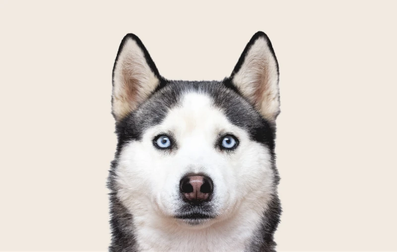 Husky dog name ideas | ManyPets