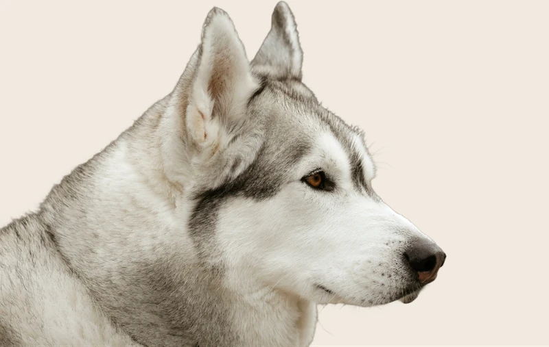 Husky dog name ideas | ManyPets