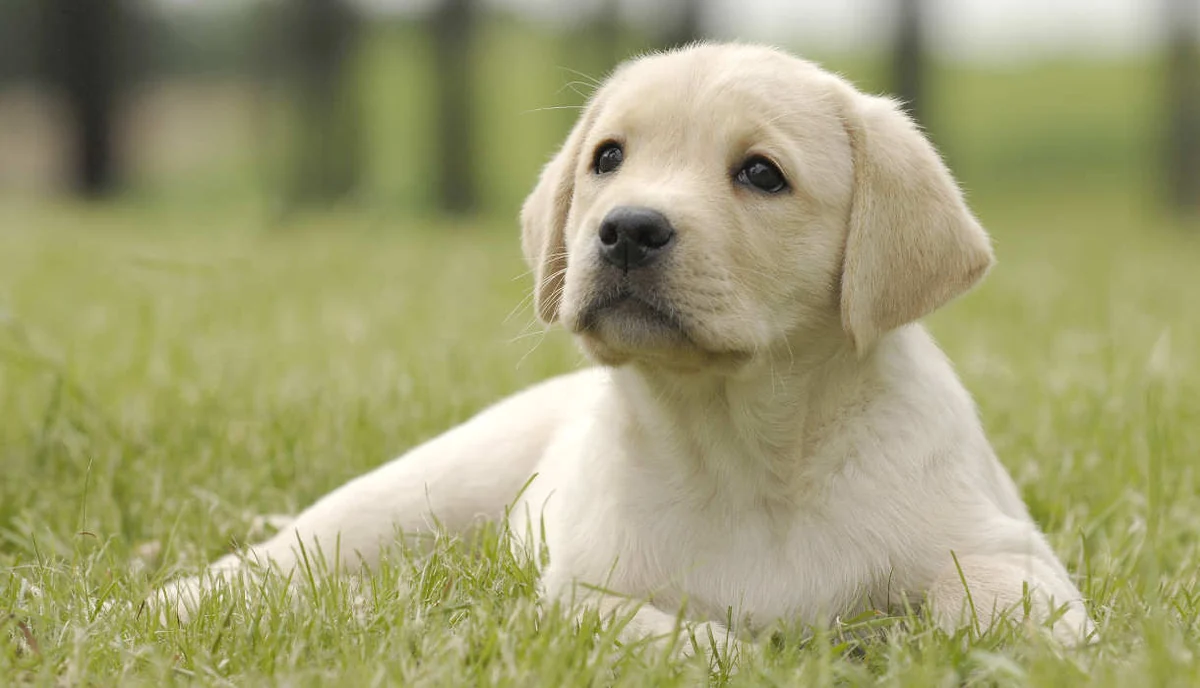 Greek Labrador Names (Source: thelabradorsite.com)