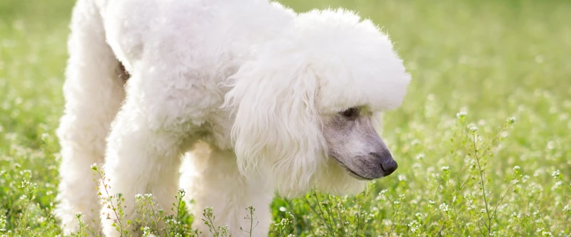 Popular Poodle Names for Your Curly-Haired Companion |  TrustedHousesitters.com