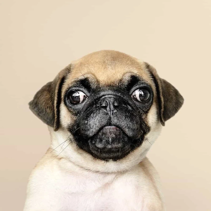 Greek Pug Names (Source: boogiethepug.com)