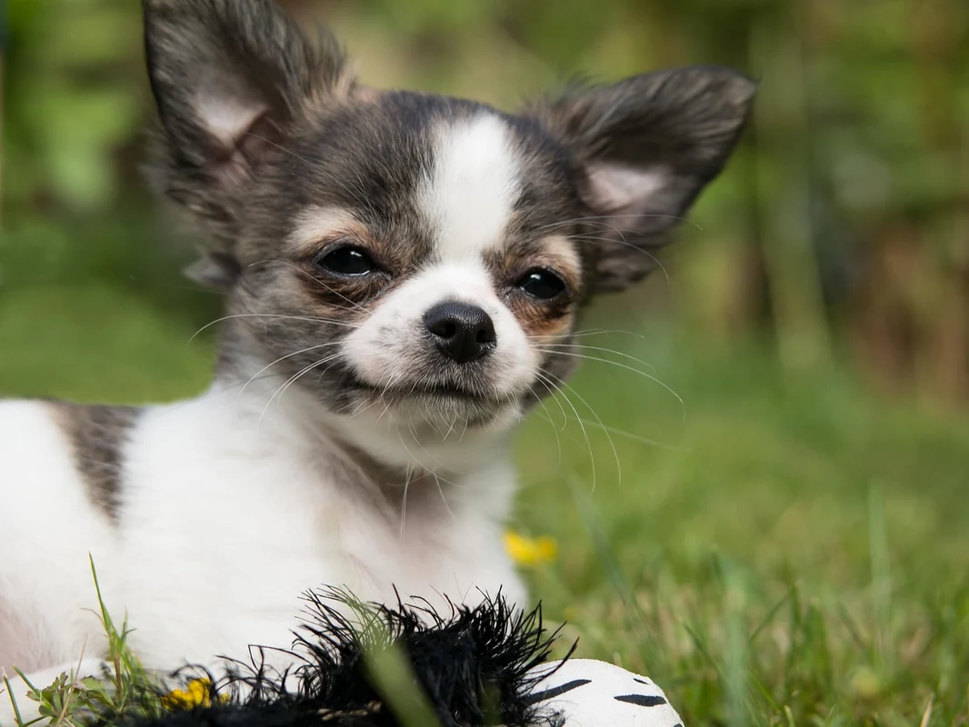 Irish Chihuahua Names (Source: iheartdogs.com)