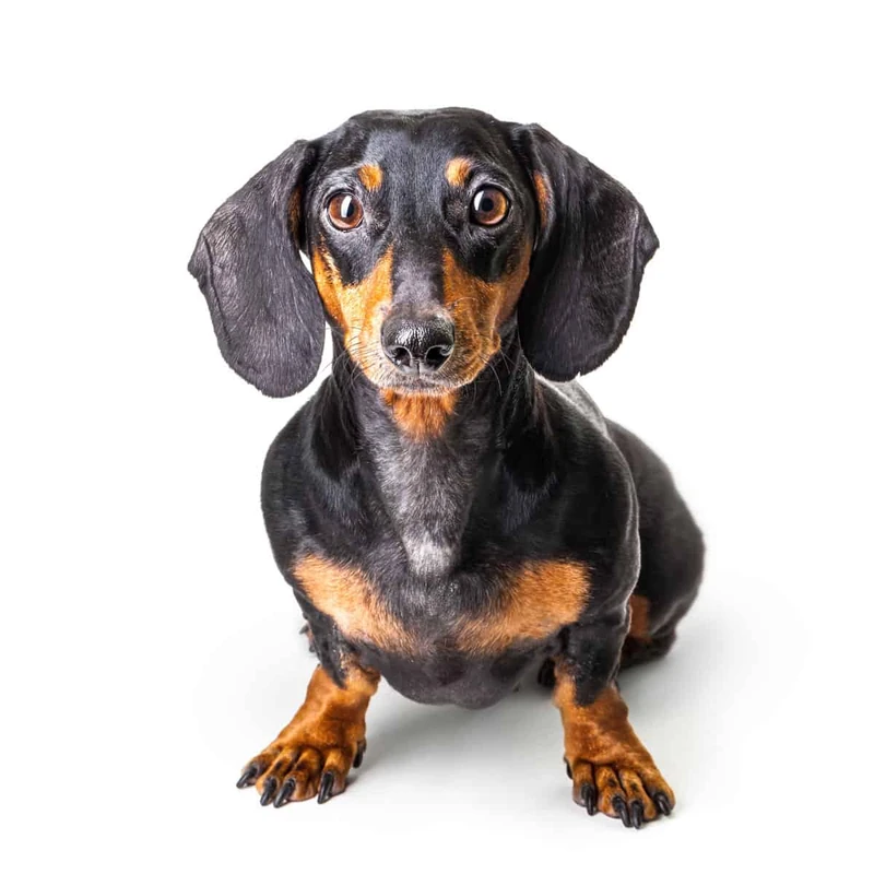 Irish Dachshund Names (Source: a-z-animals.com)