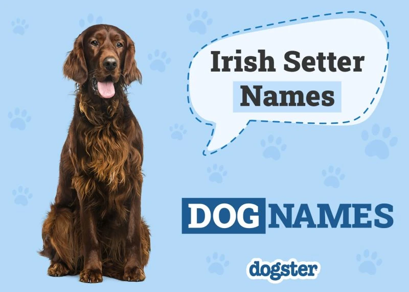 150+ Irish Setter Names: Unique, Popular & Best Ideas – Dogster