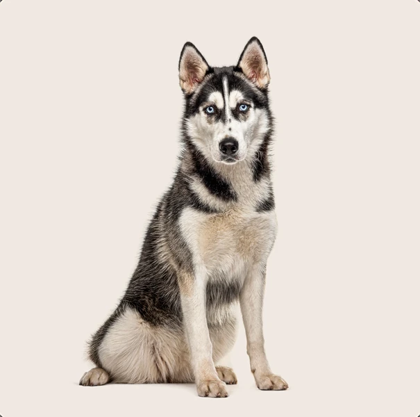 Husky dog name ideas | ManyPets