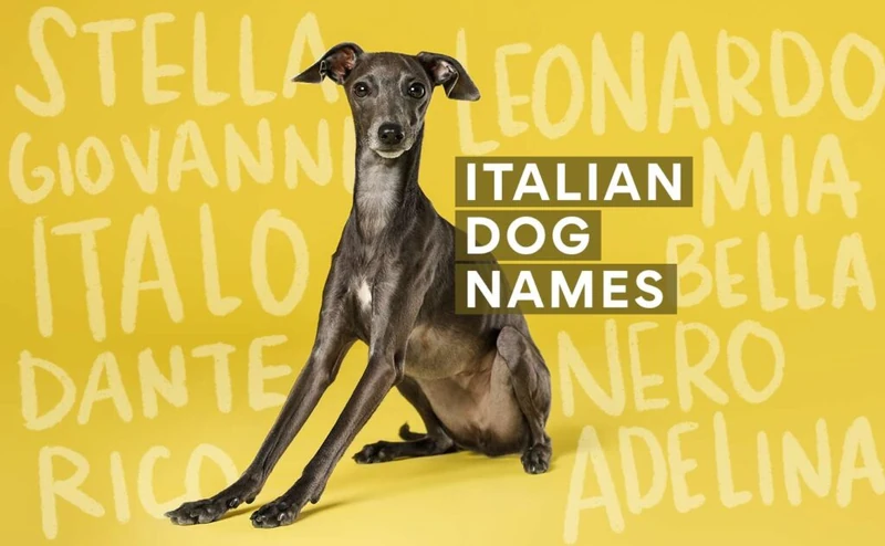 Italian Dog Names: 200 Italian Name Ideas for Your Pup | Chewy