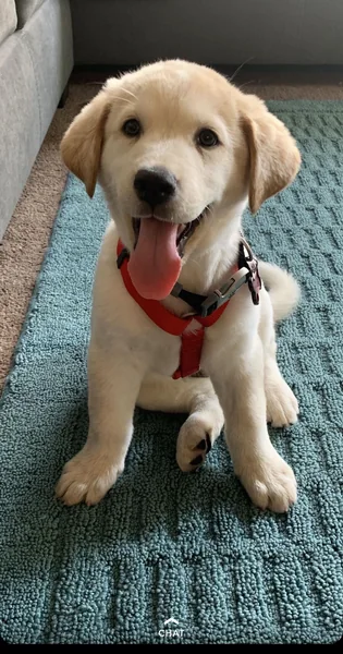 Mythological god names? : r/labrador