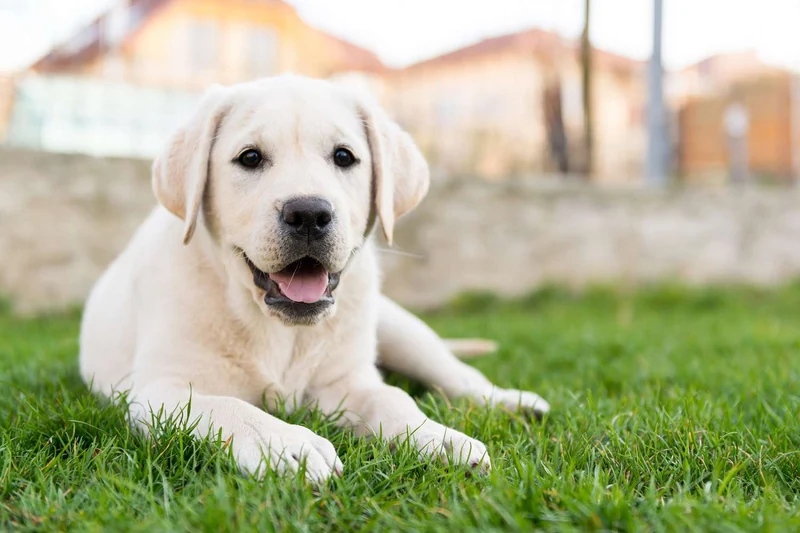 Labrador Retriever Names for Your Best Bud