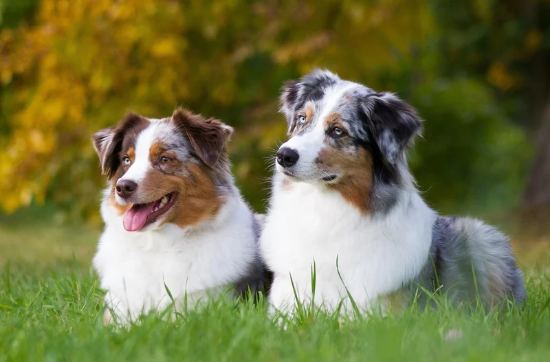 Best Australian Shepherd Dog Names: 300+ Cute, Cool, Male & Female Name  Ideas