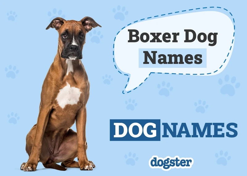 150+ Boxer Dog Names: Unique & Popular Ideas – Dogster