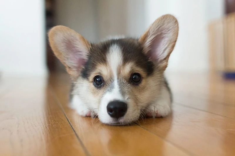 153 Cute Corgi Names
