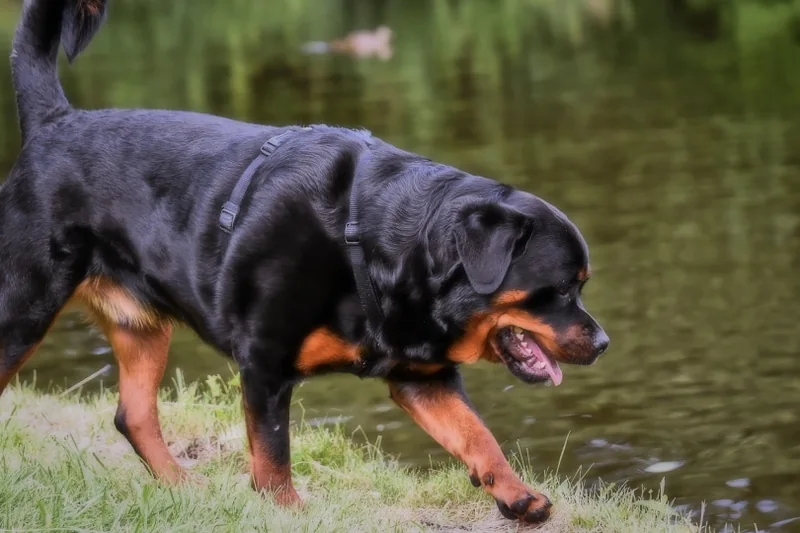 150+ Rottweiler Names: Popular & Strong Ideas for Your Rottie – Dogster