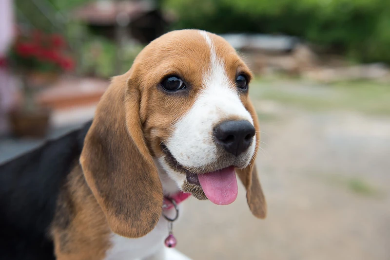 200 Beagle Names for Your Howling Hound