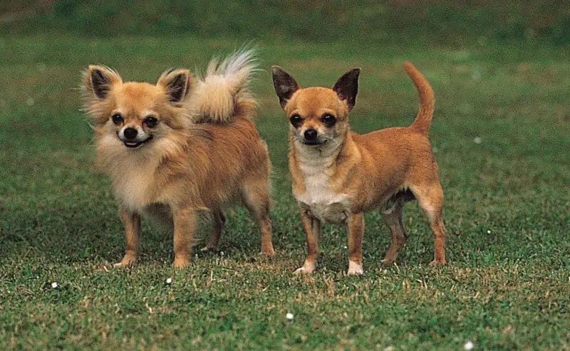 Chihuahua dog | Size, Lifespan, Barking, Personality & Origin | Britannica