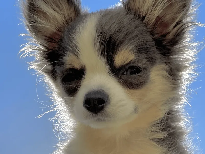 Chihuahua Names: Male, Female, Cute, and Mexican - HubPages
