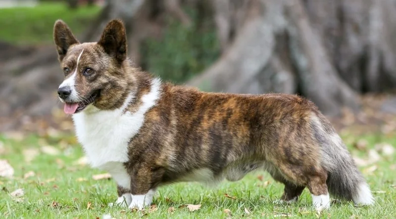 Corgi Dog Names: Over 250 Names for Pembroke and Cardigan Corgis - Canine  Journal