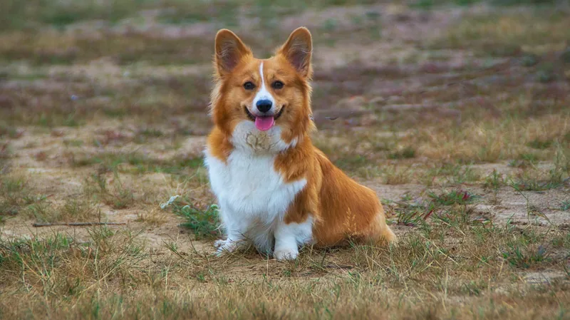 200+ Corgi Names: Ideas for Adorable & Quirky Dogs – Dogster