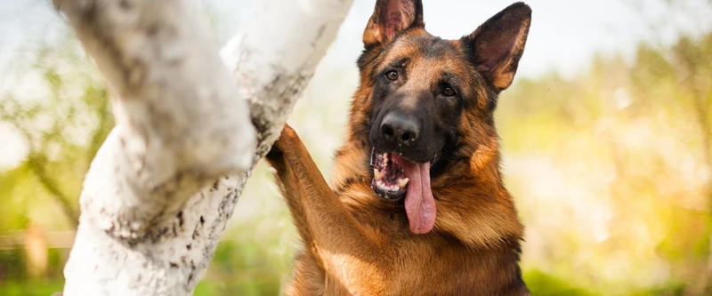 250+ Best German Shepherd names for your furry friend |  TrustedHousesitters.com