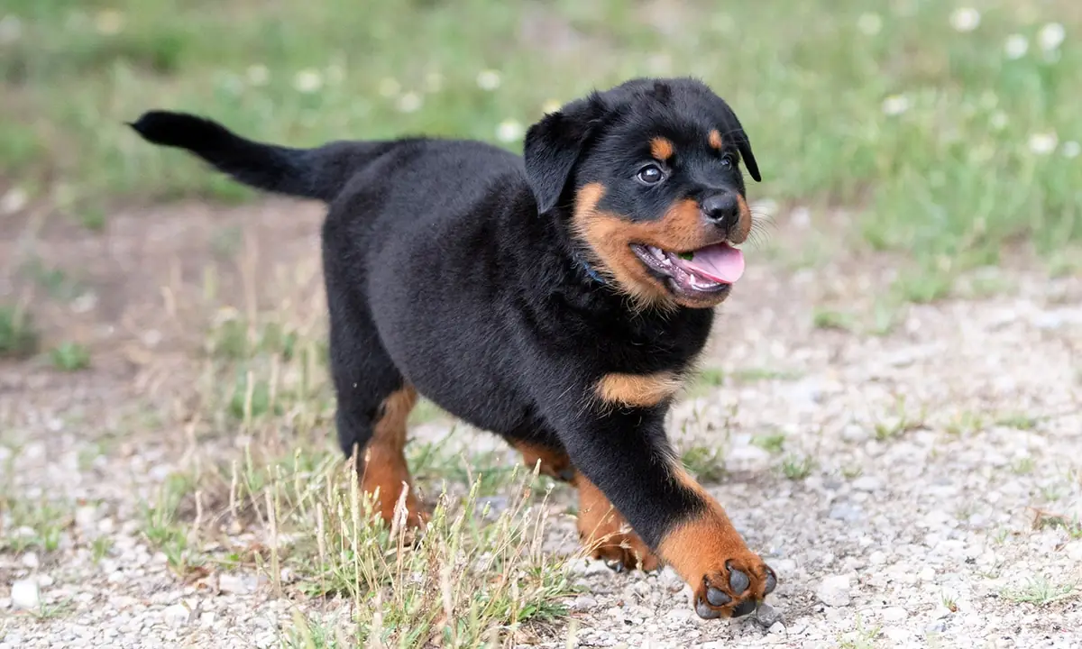 Native American Rottweiler Names (Source: chewy.com)