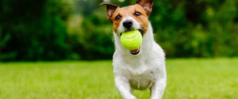 Top 100 Dog Names That Start with T | TrustedHousesitters.com