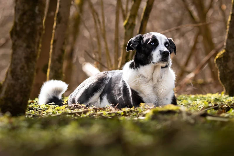 60 Nature-Themed Pet Names for Outdoor Lovers – Neater Pets